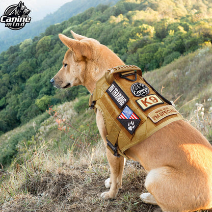 Golden dog wearing the harness on a hillside