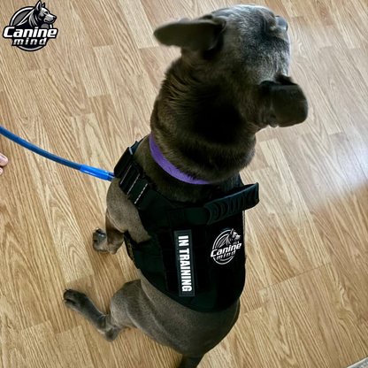 Black dog wearing a tactical harness