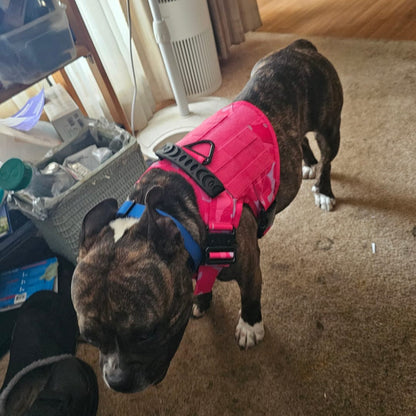 Dog wearing a bright pink harness