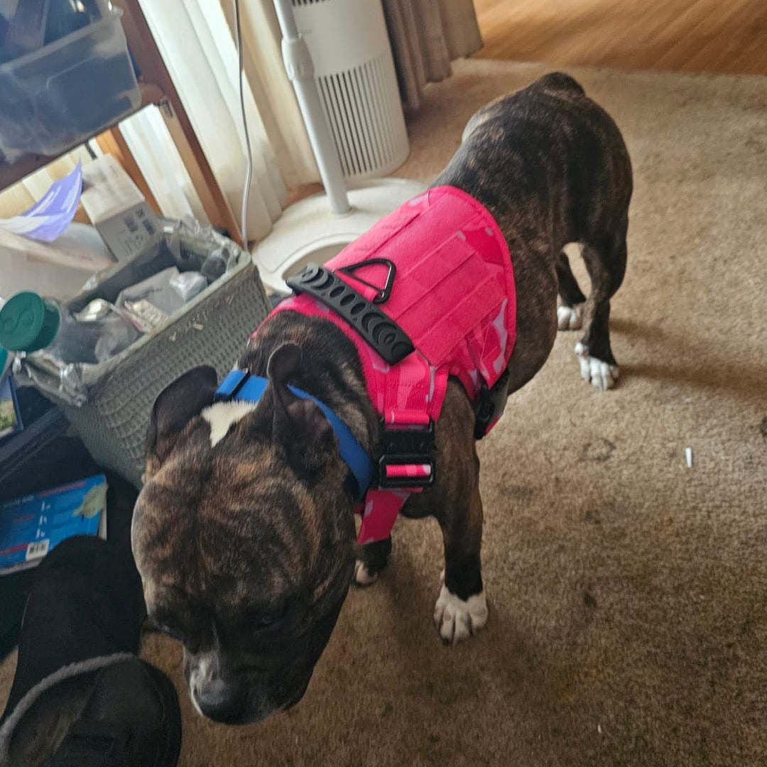 Dog wearing a bright pink harness