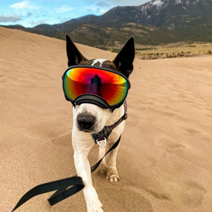 Dog wearing mirrored goggles on a sandy outdoor trail