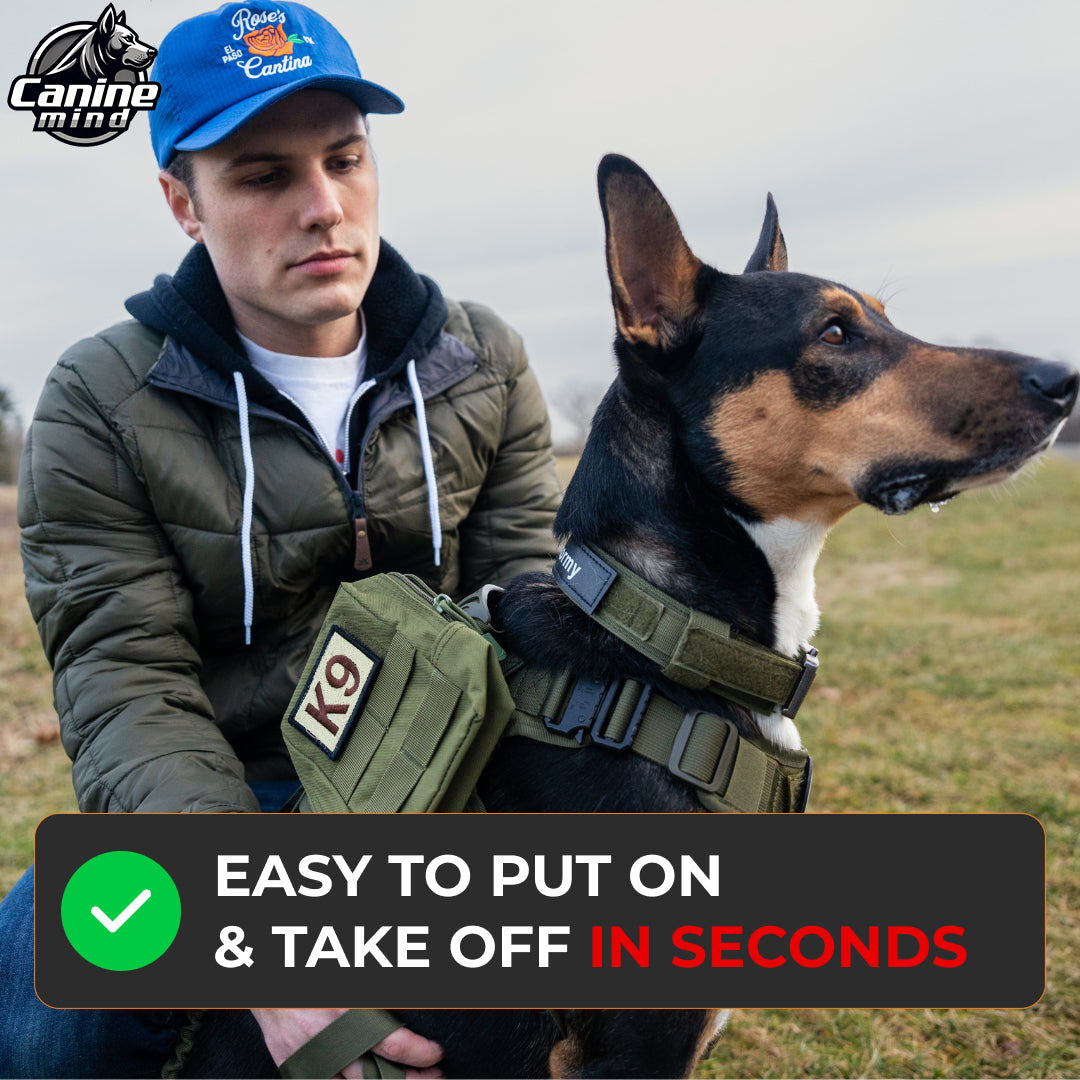 Handler putting the tactical harness on a dog