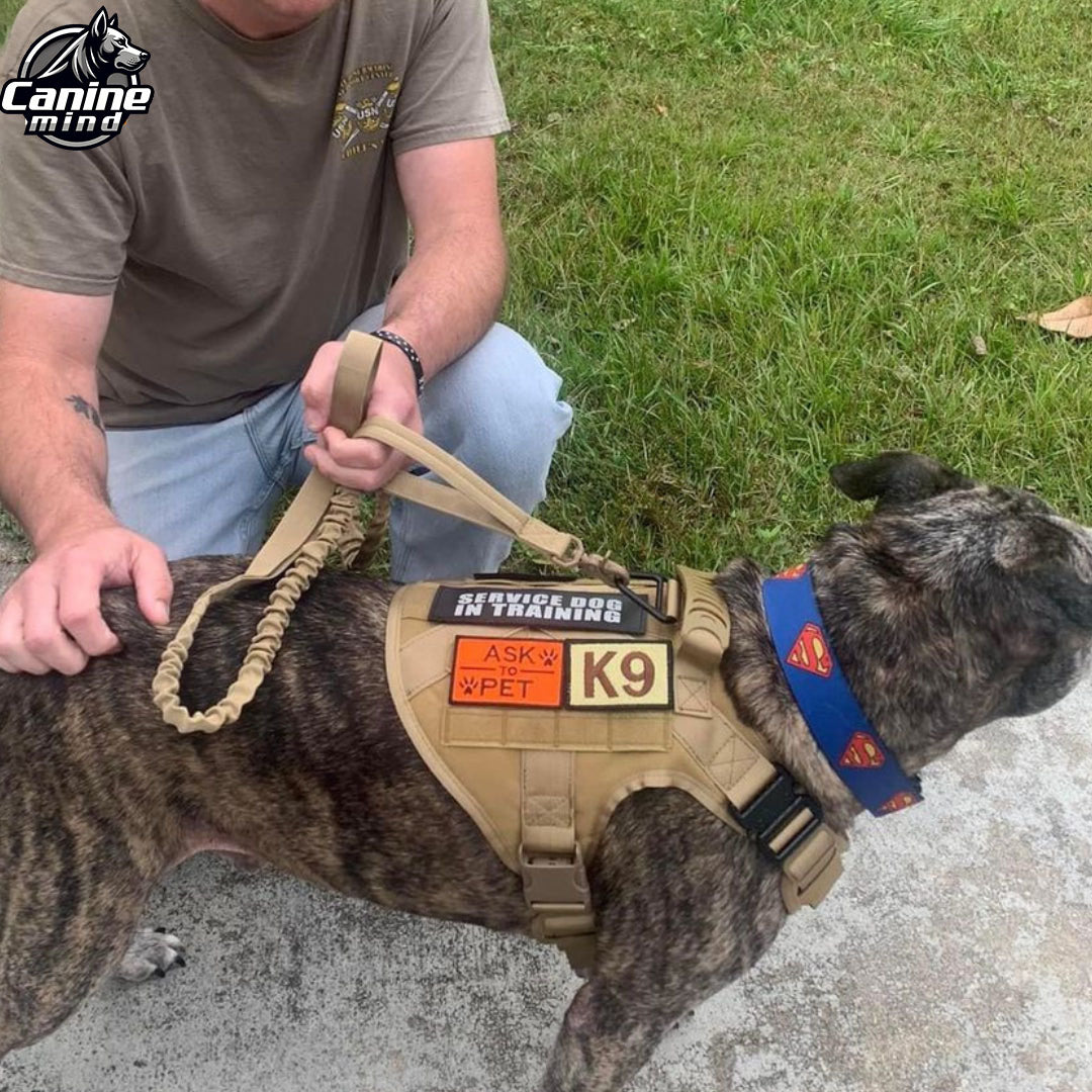Handler attaching a leash to the harness
