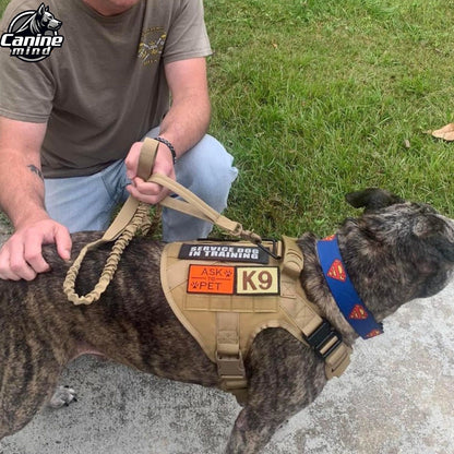 Golden dog wearing the harness in a vehicle