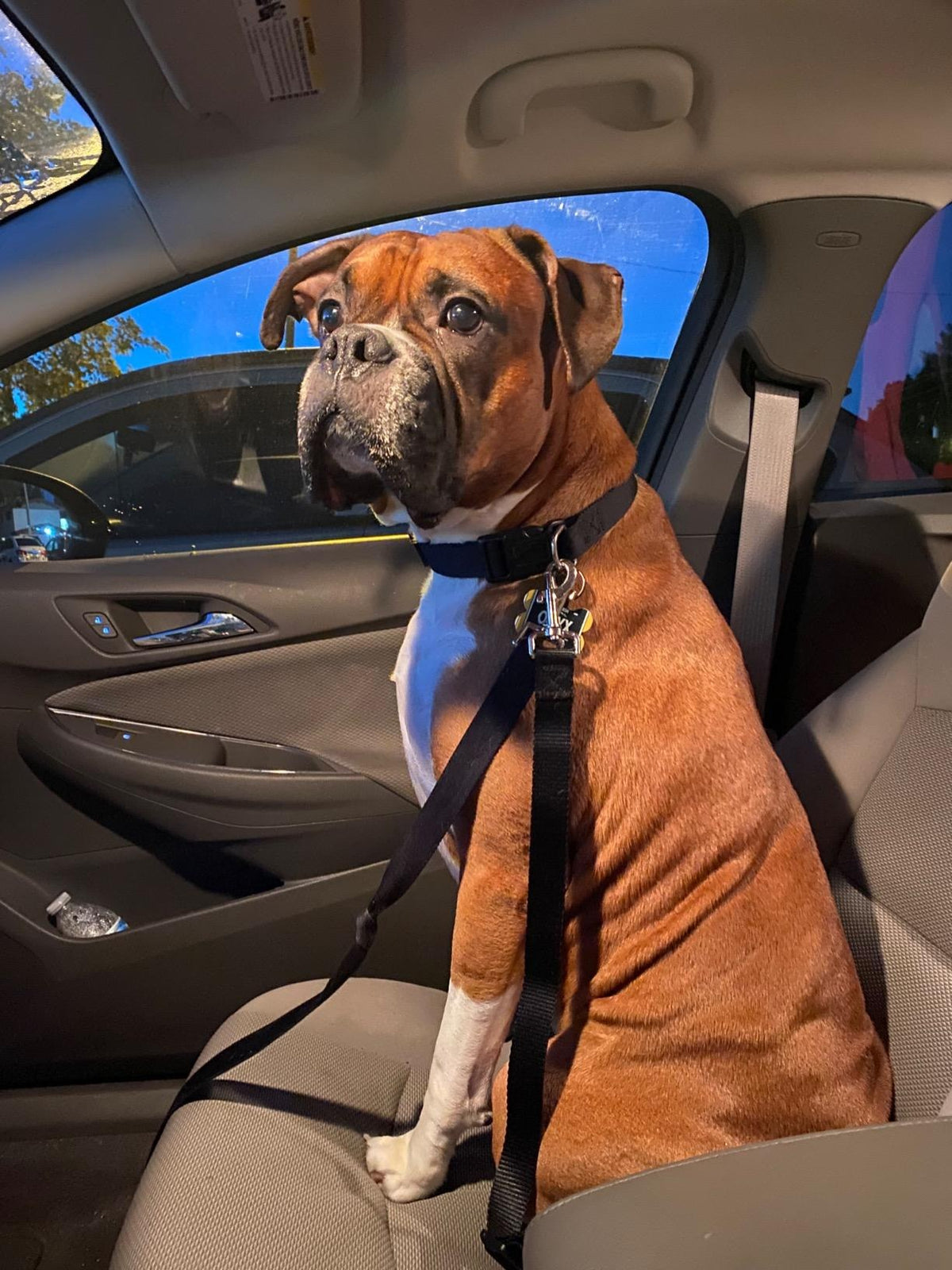 Photo depicts a large dog tethered by its collar in a vehicle; the product instructions require harness attachment