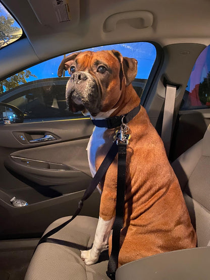 Photo depicts a large dog tethered by its collar in a vehicle; the product instructions require harness attachment