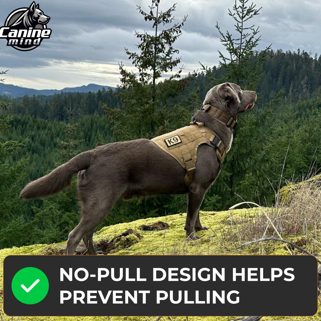 Dog wearing the harness outdoors on a trail