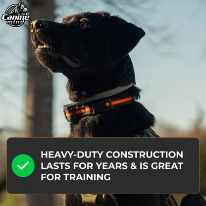 Black dog wearing the harness with heavy-duty construction callout