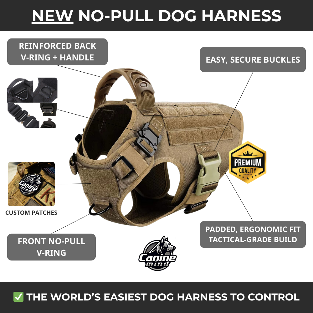 Infographic showing harness fit, front clip and adjustment features
