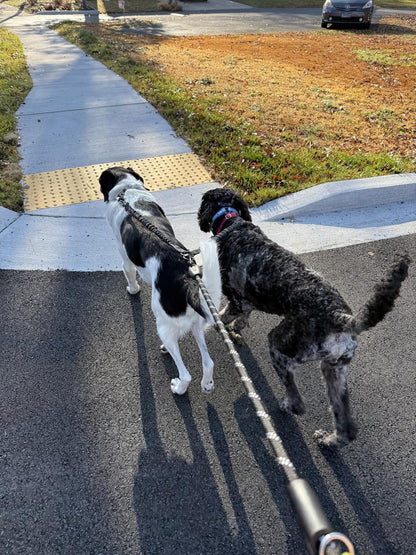 Two dogs being walked side by side on a path