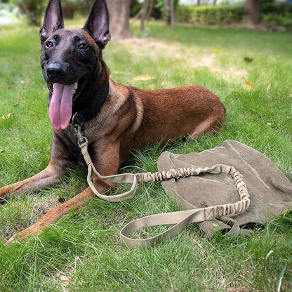 Dog wearing a harness attached to the leash