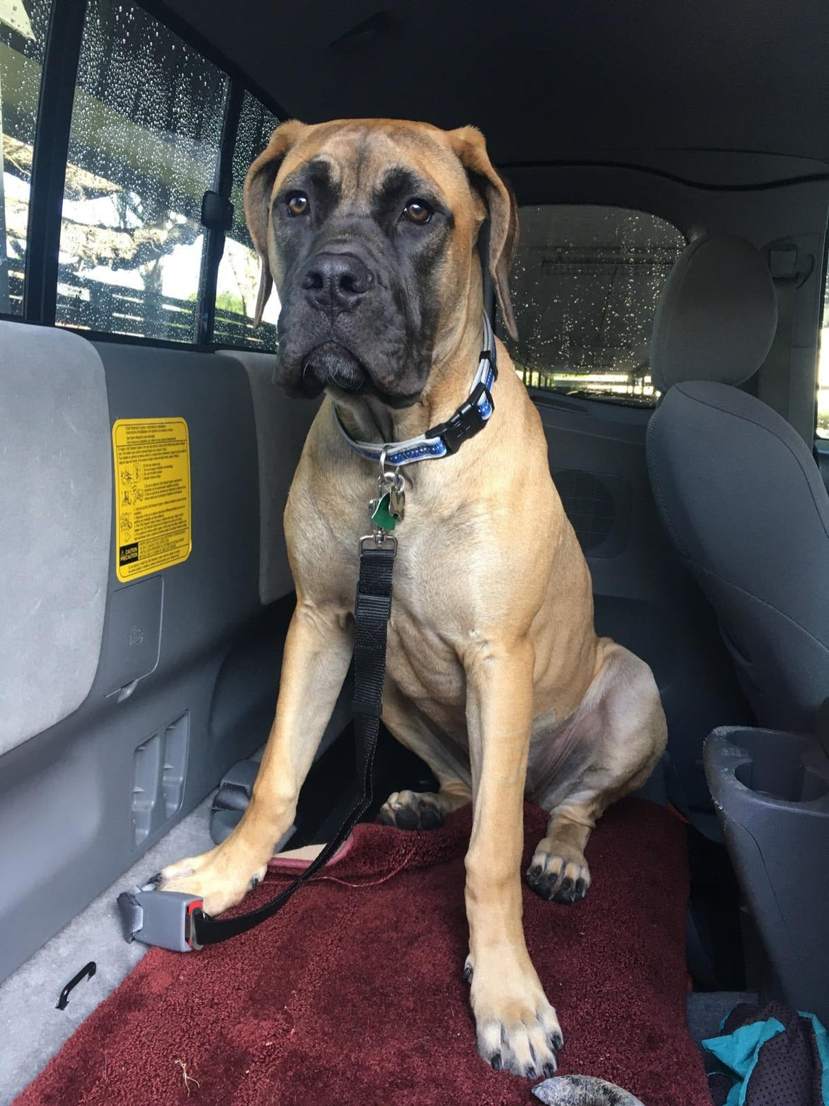 Black-and-white dog wearing a harness while sitting on a rear-seat car cover