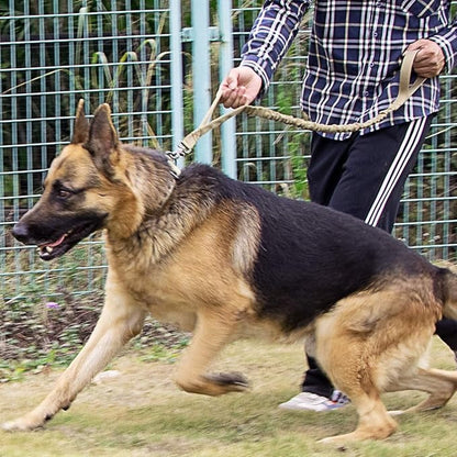 German Shepherd being walked on the tactical leash