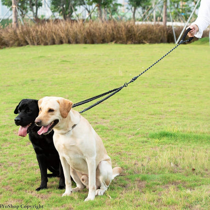 Two dogs walking together on the double leash