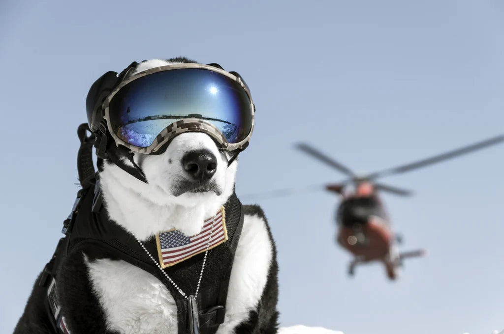 Small dog wearing goggles beside an aircraft