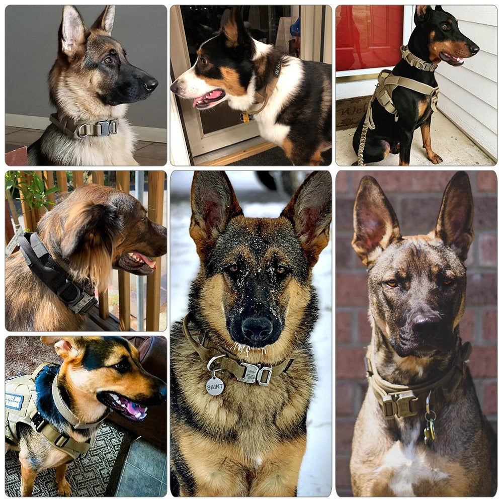 Collage of dogs wearing tactical collars