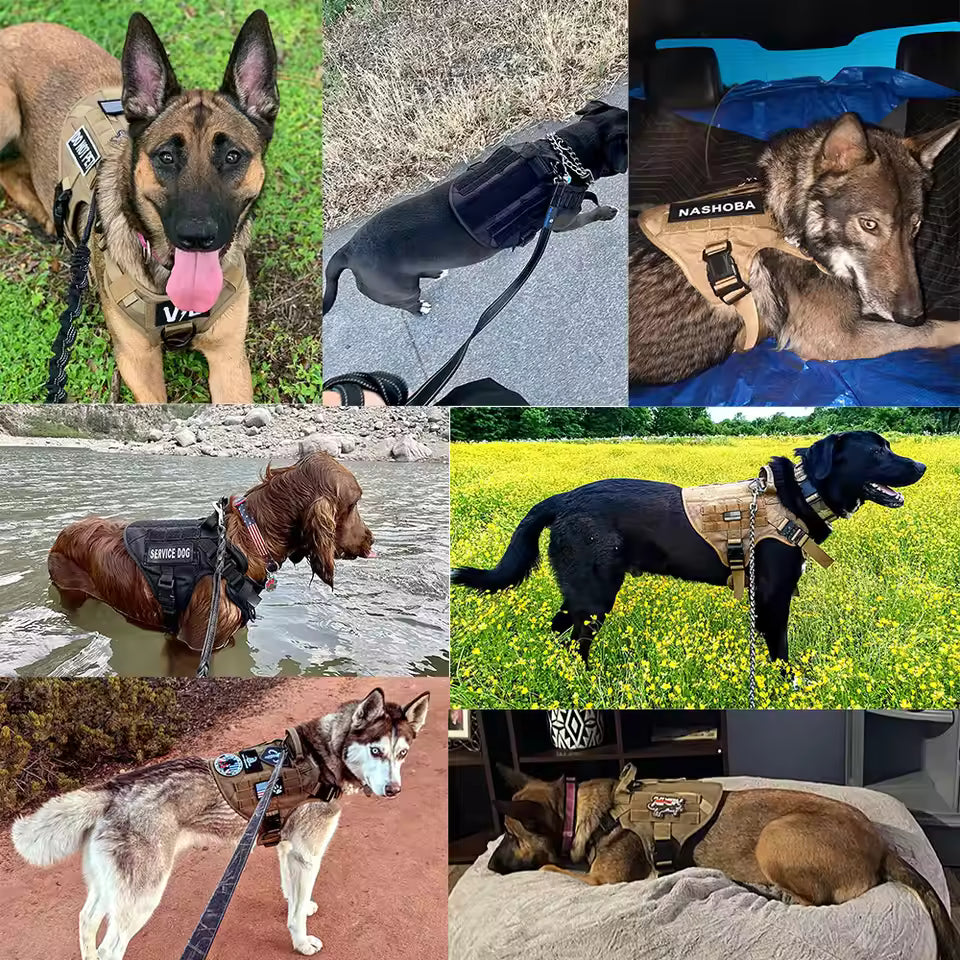 Customers and dog beside the money-back guarantee graphic