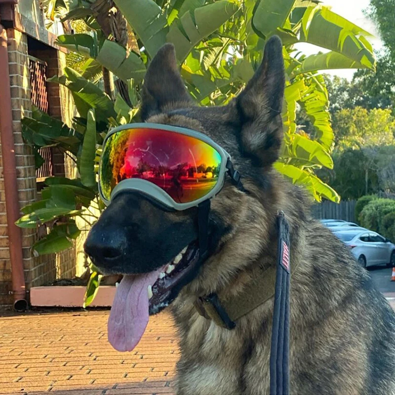 Close-up of a dog wearing protective goggles outdoors
