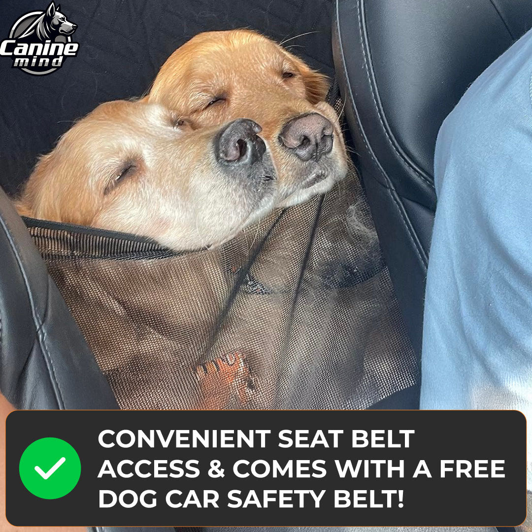 Dog secured in the vehicle beside the included safety belt
