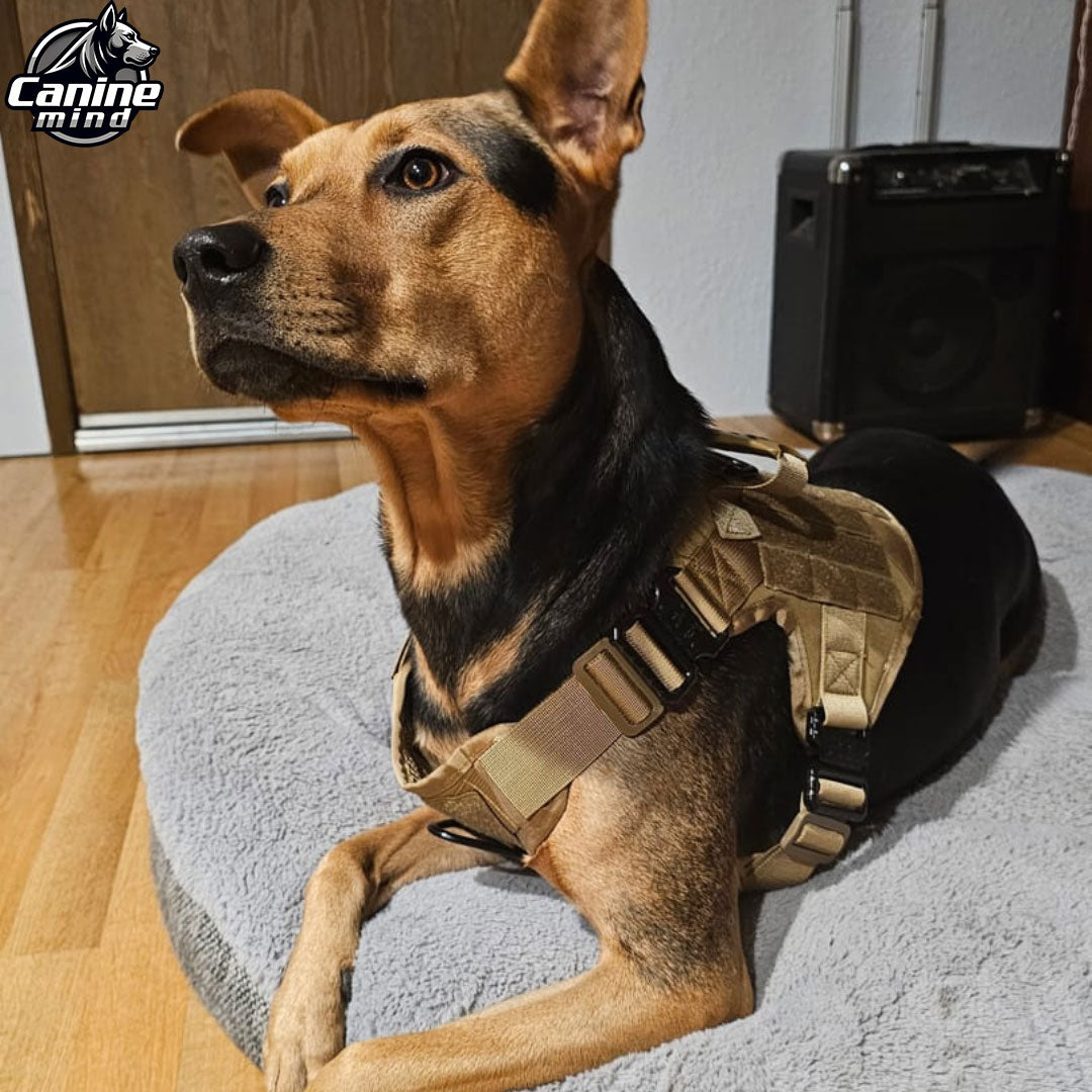 Brown dog wearing a tactical harness indoors