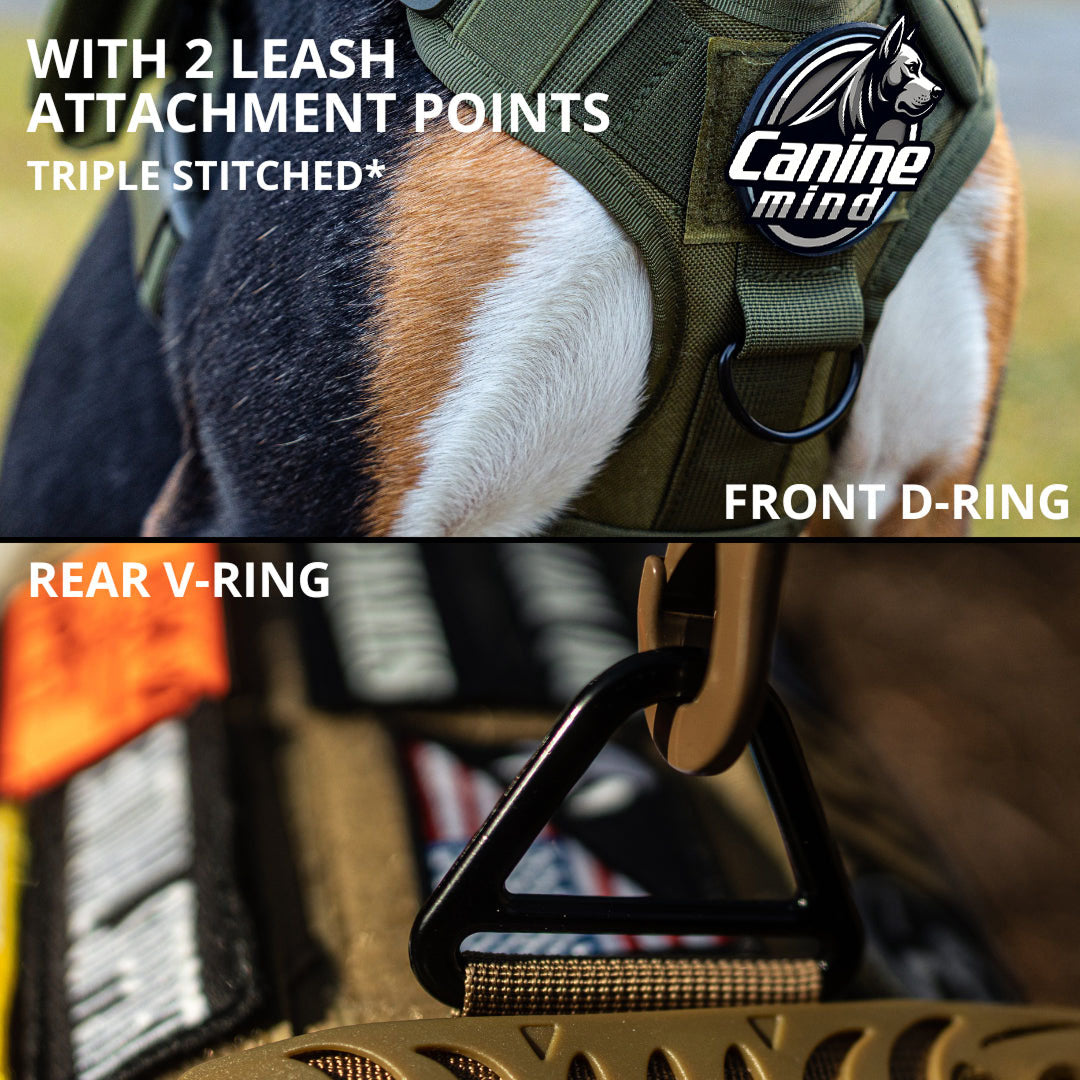 Close-up of the harness leash ring and collar hardware