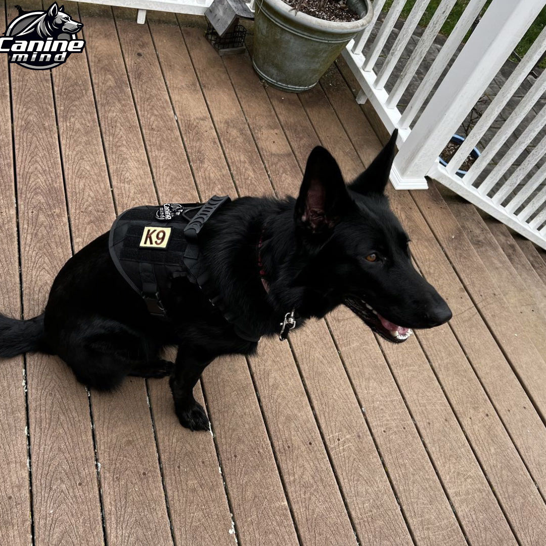 Black dog wearing the harness on a patio